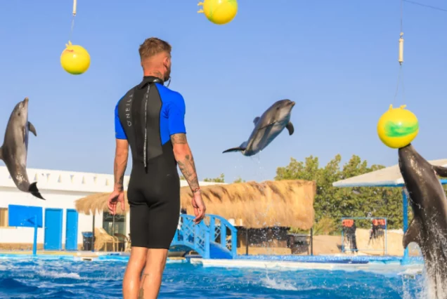 Dolphin Show