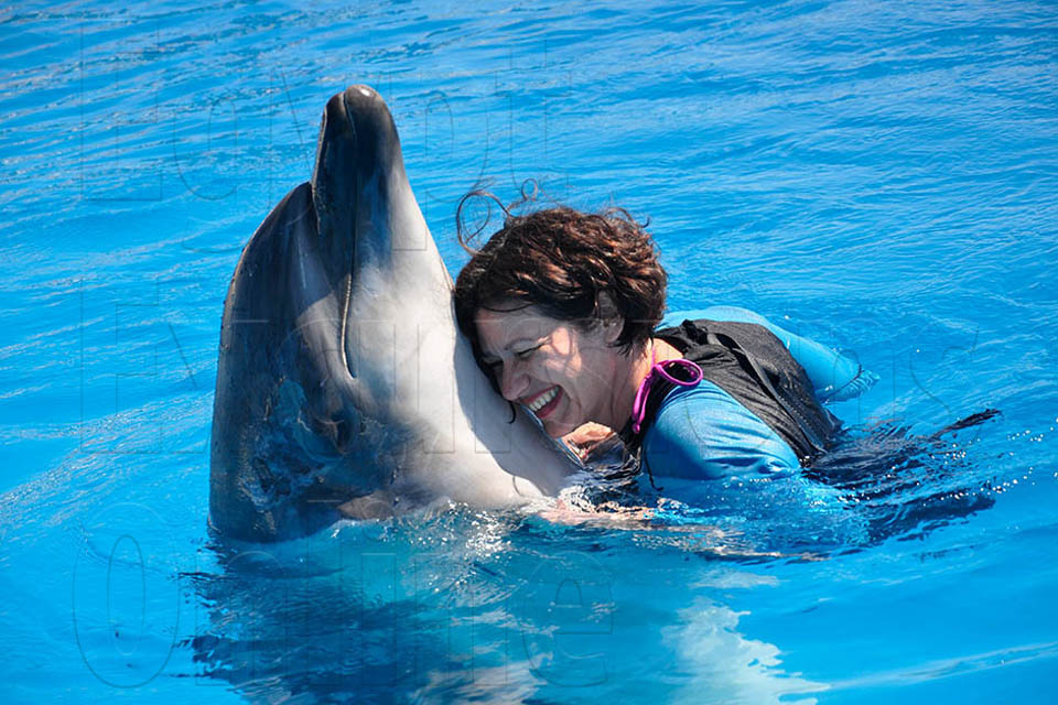 Dolphin Show