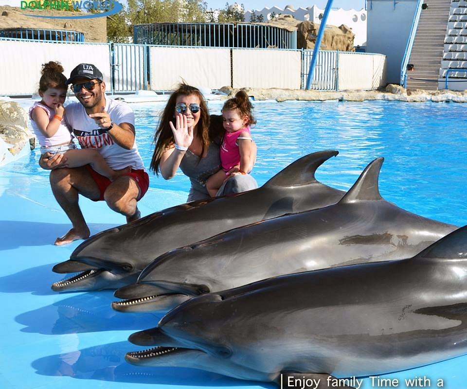Dolphin Show