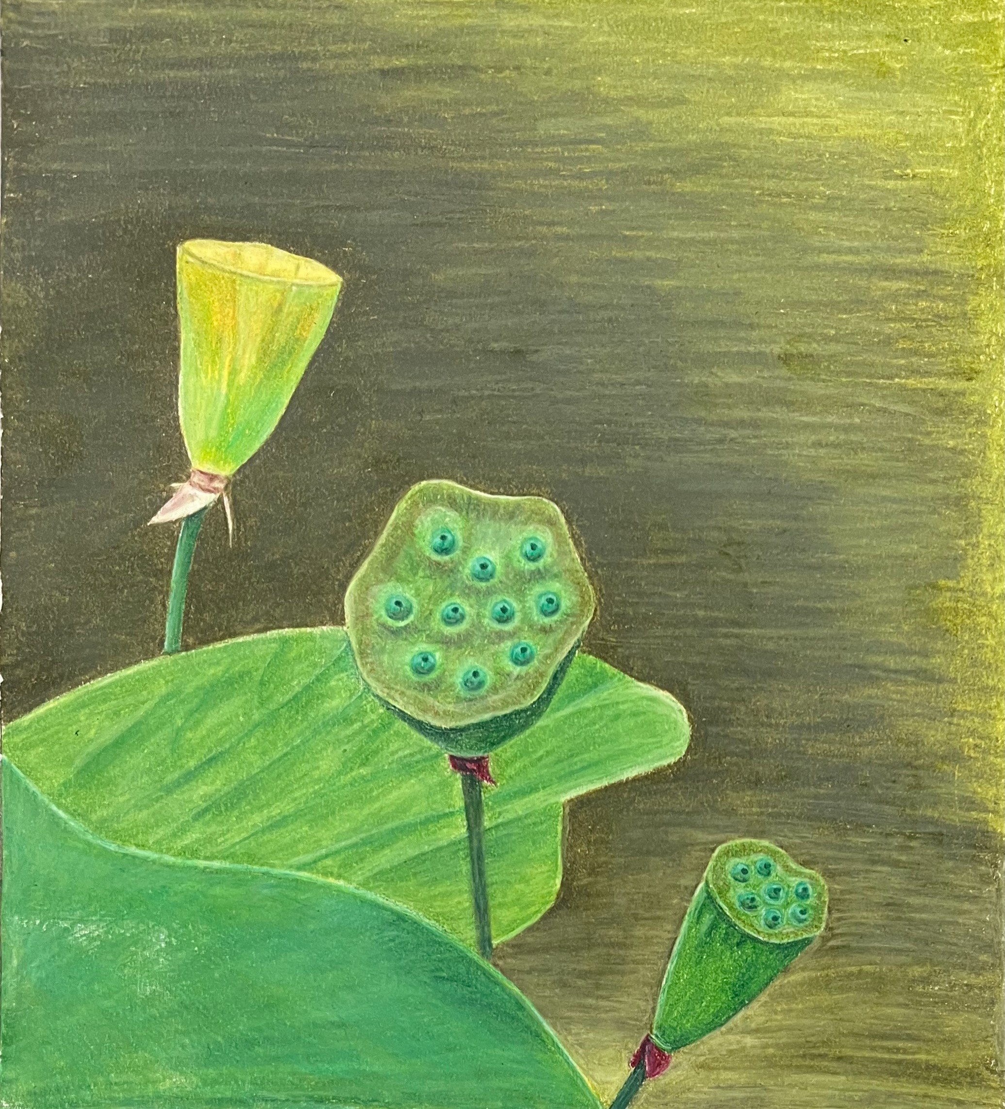 Lotus Pods