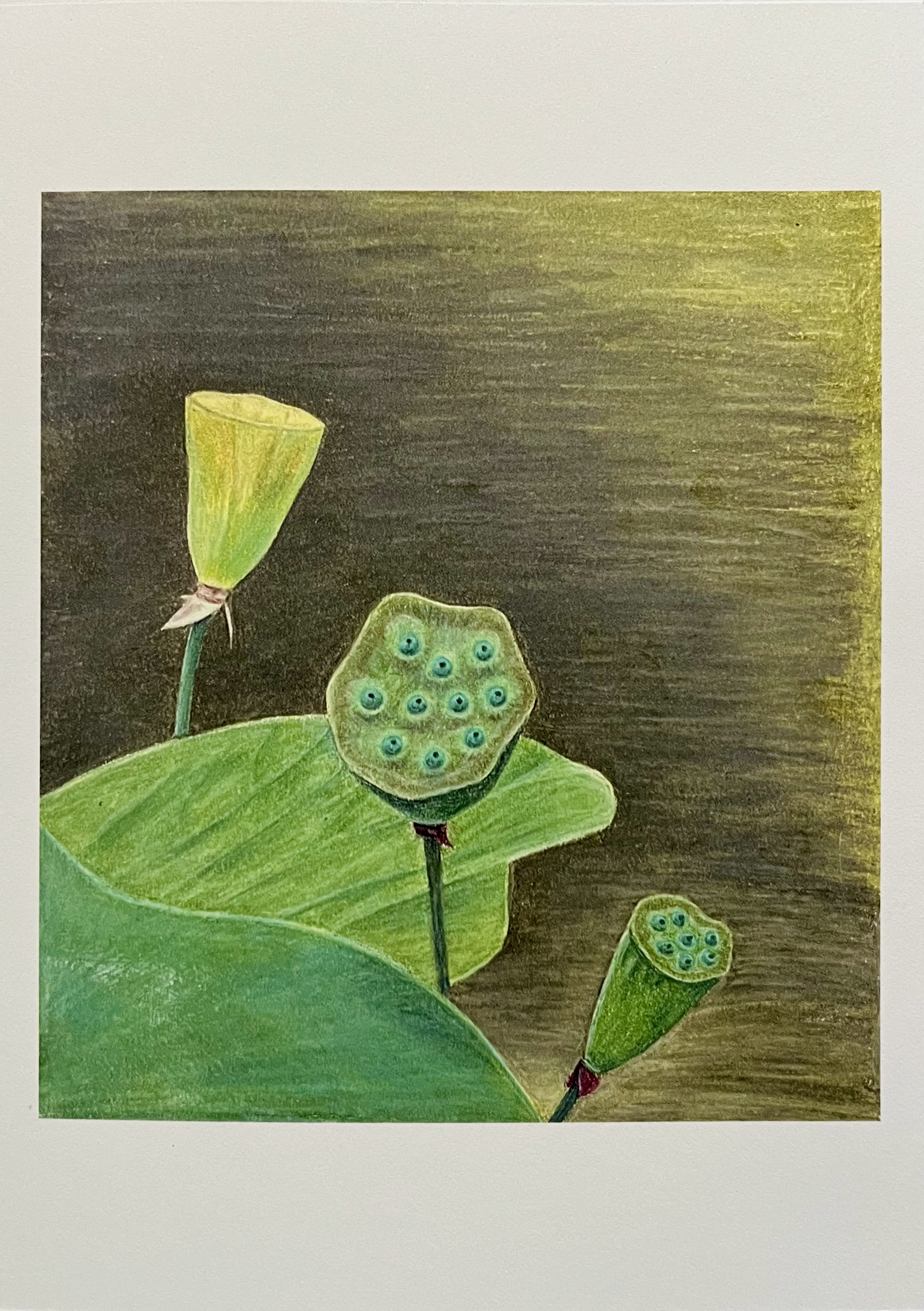 Lotus Pods