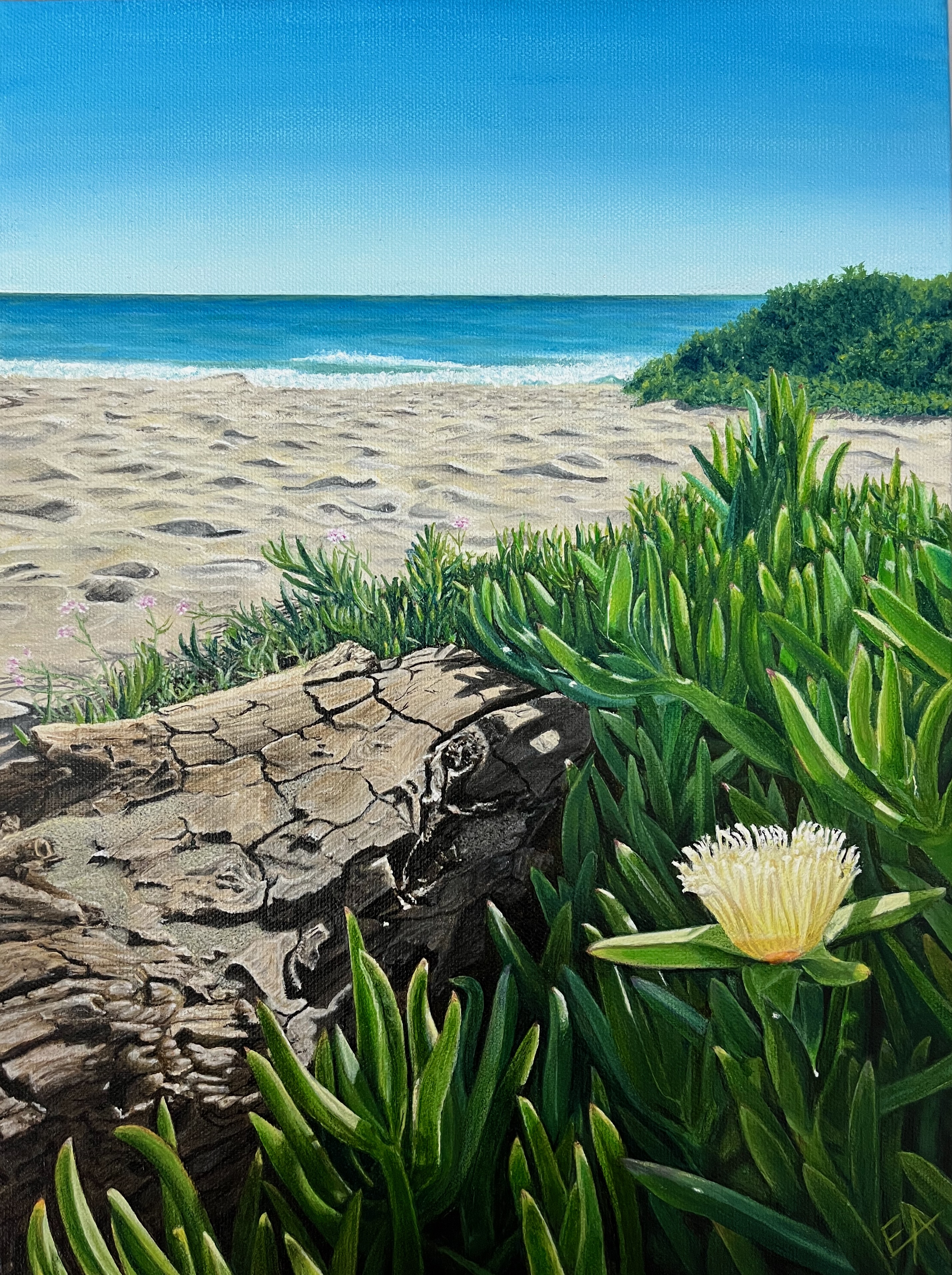 Ice Flower on Lechuza Beach