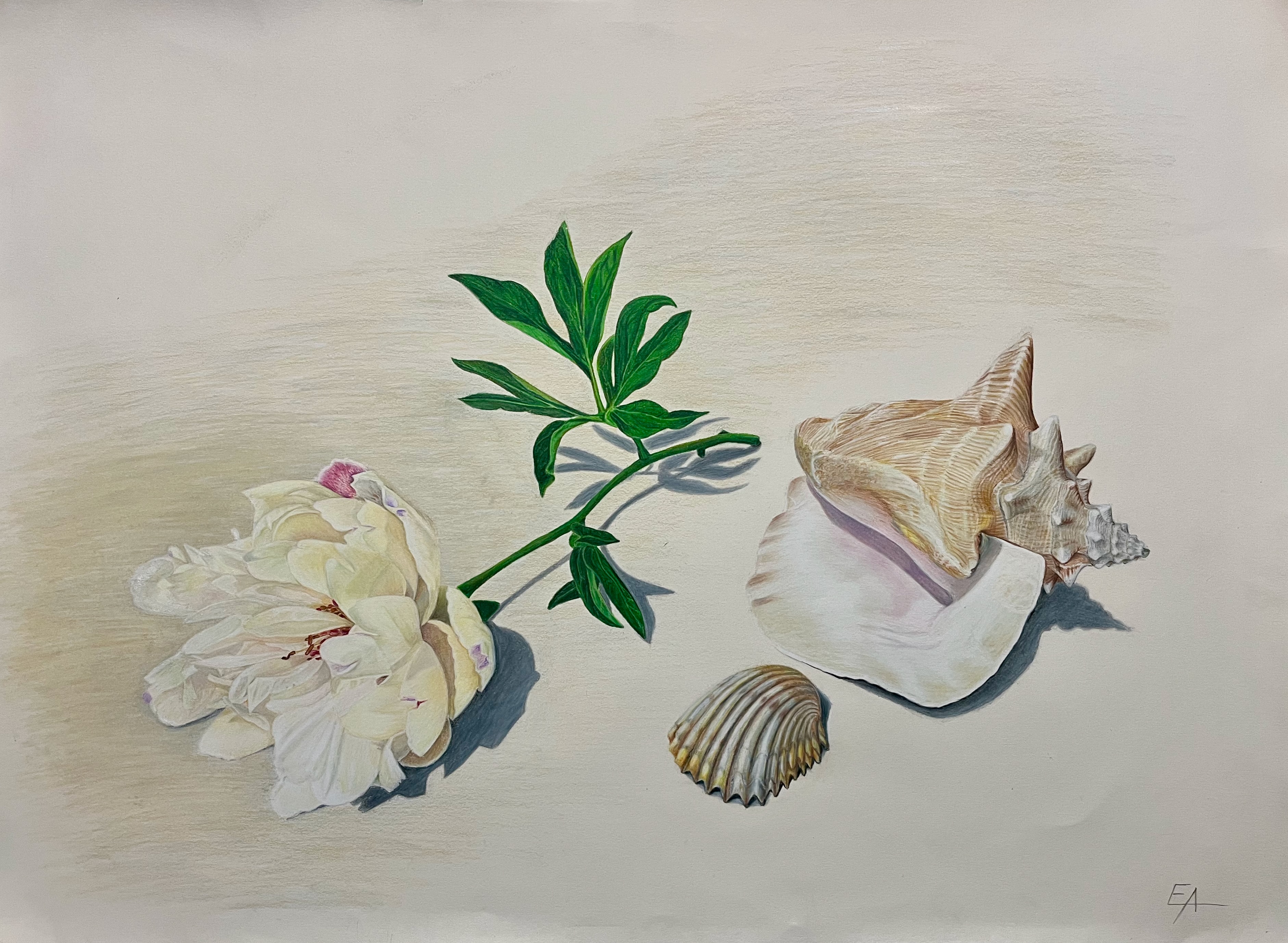 Peony and Seashells