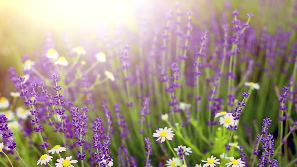 Terapia Integrativa com Florais