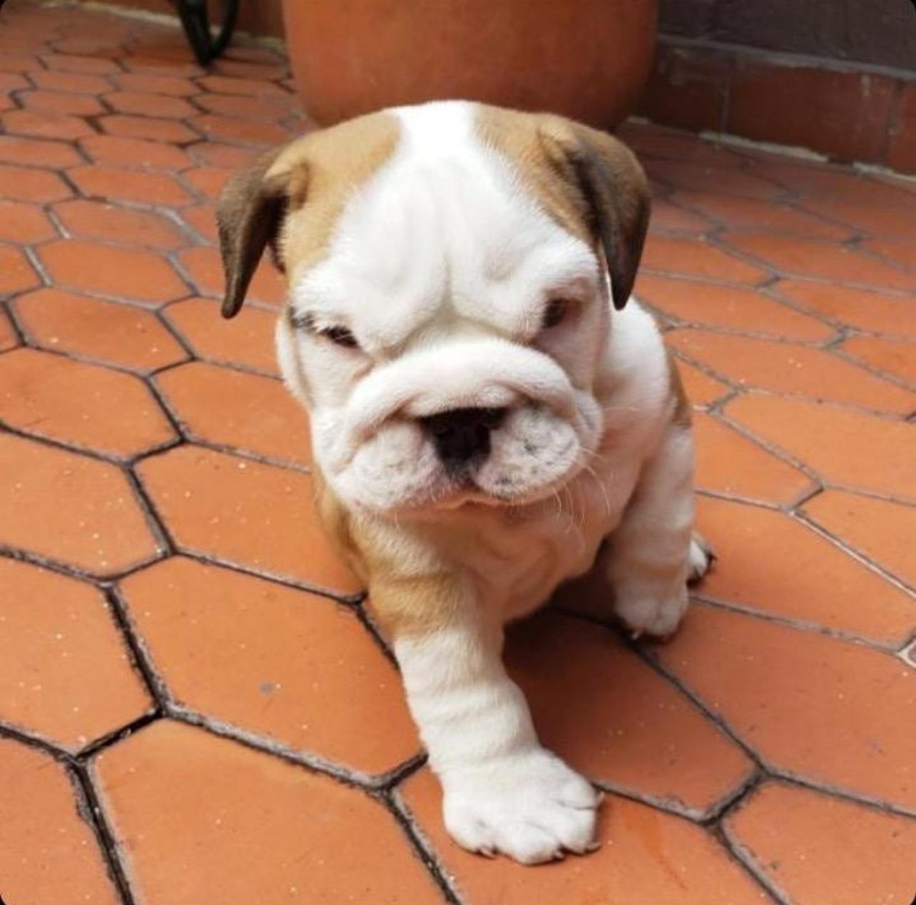 English Bulldog Puppy For Sale