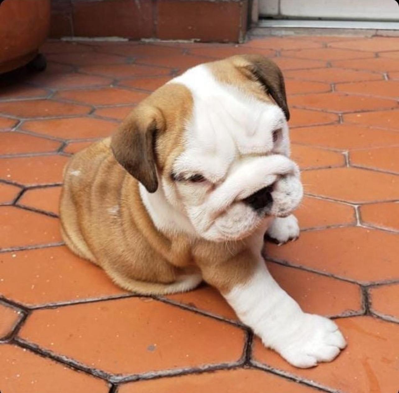 English Bulldog Puppy For Sale