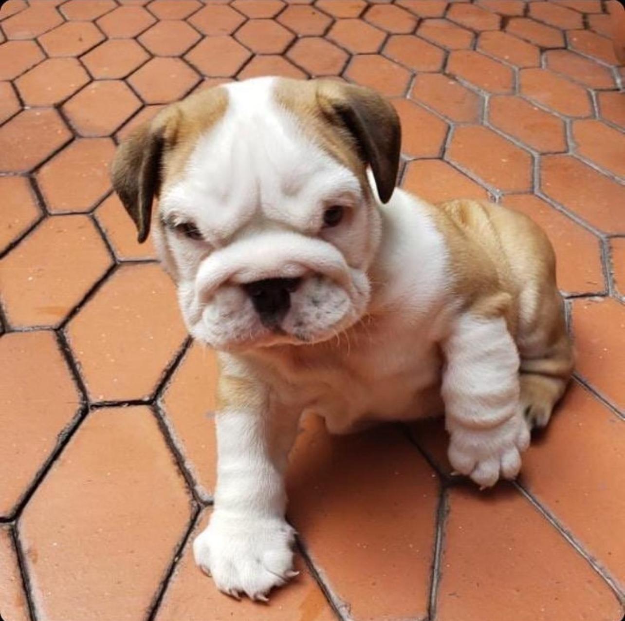 English Bulldog Puppy For Sale