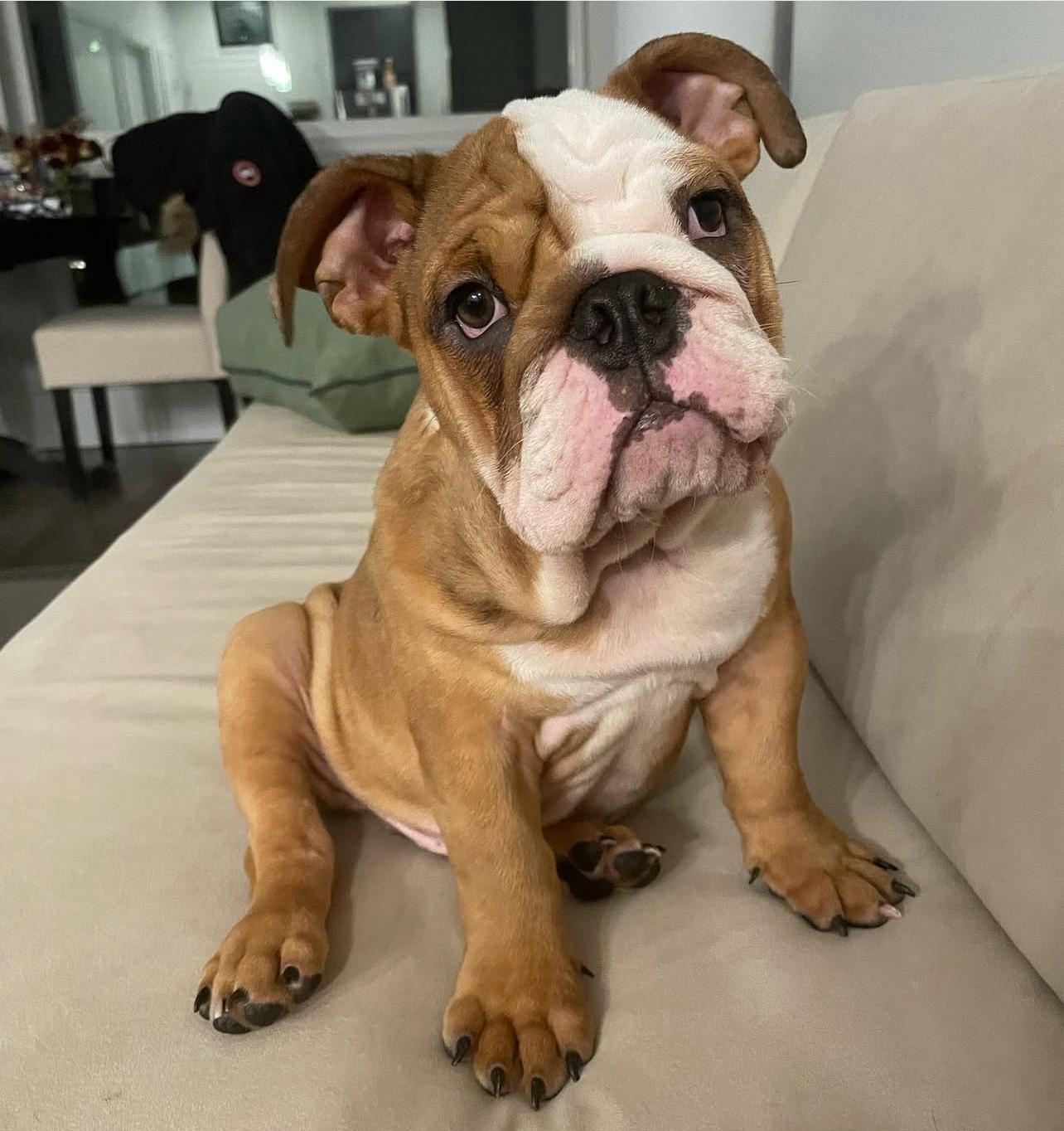 English Bulldog Puppy