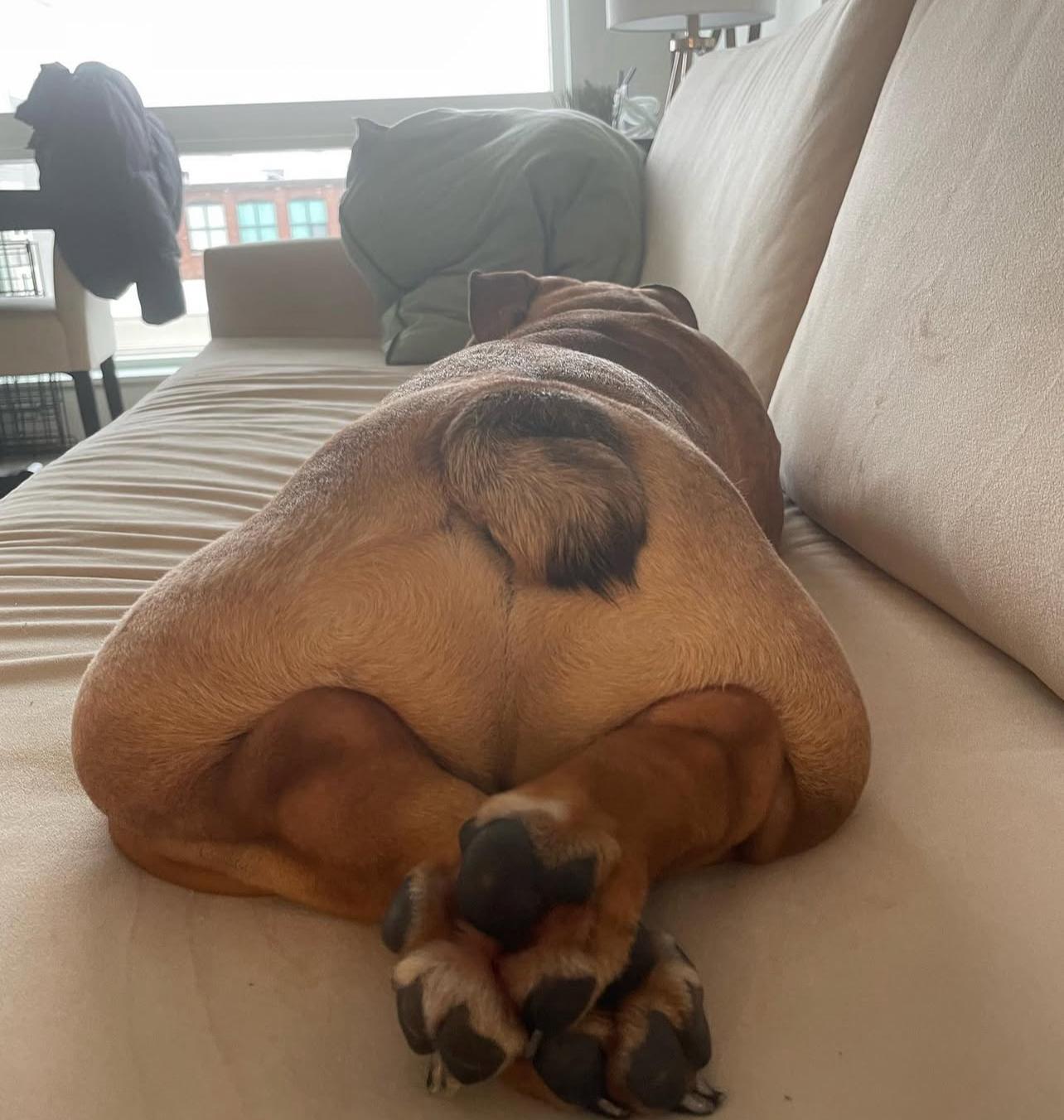 English Bulldog Puppy