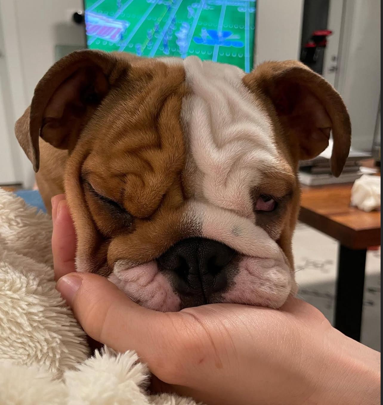 English Bulldog Puppy