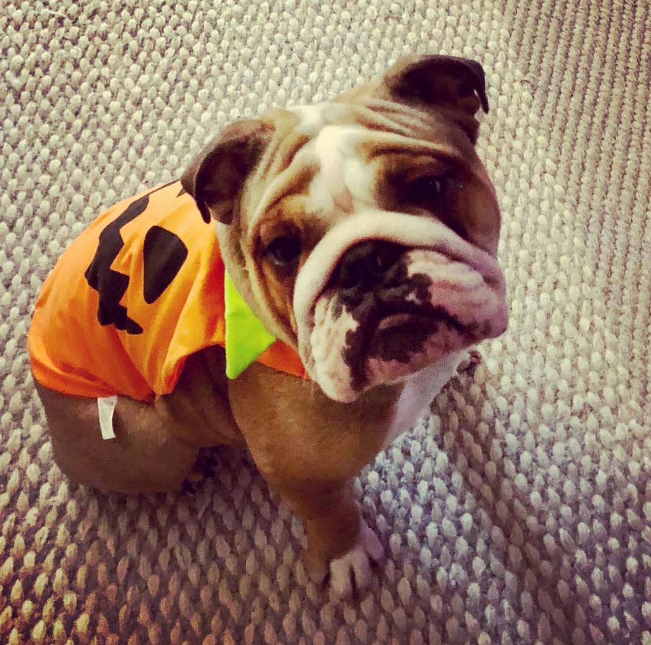 English Bulldog Puppy For Sale Near Me