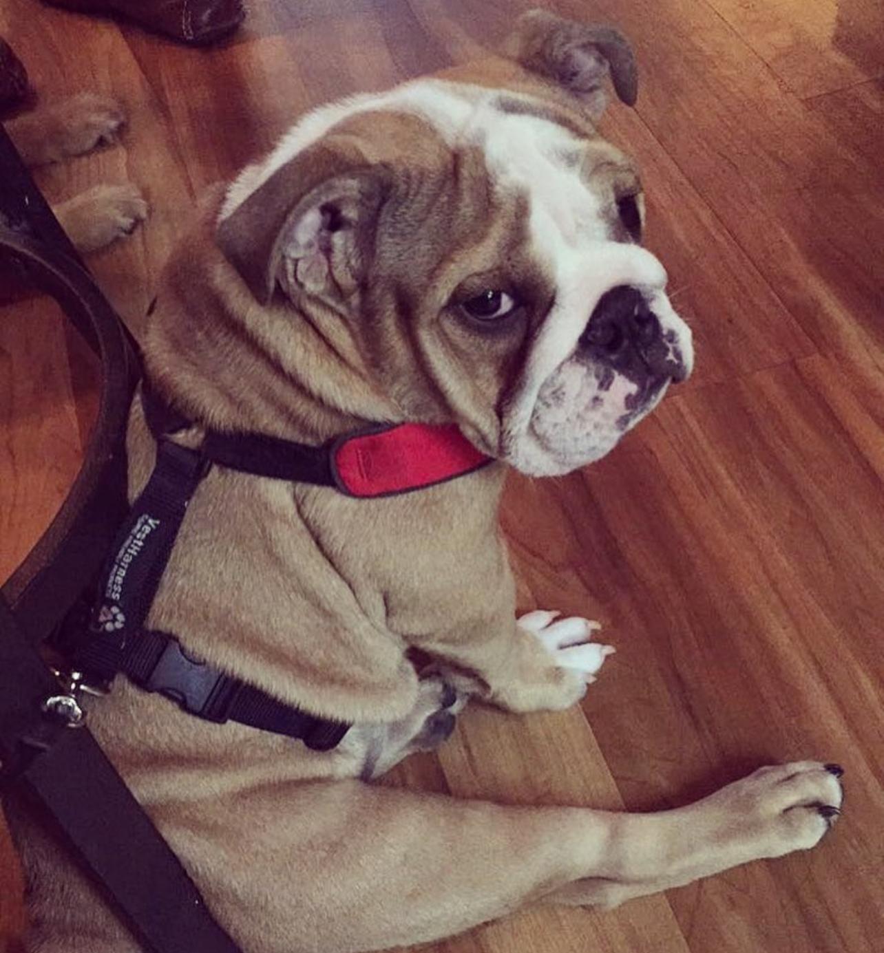 English Bulldog Puppy For Sale Near Me