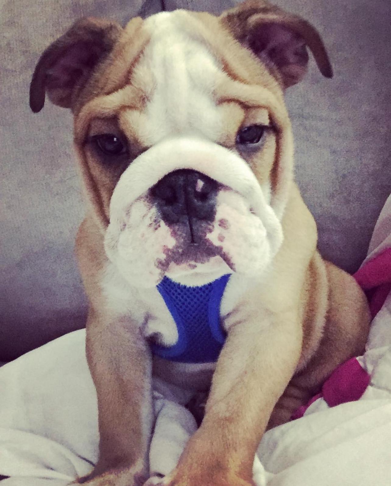 English Bulldog Puppy For Sale Near Me