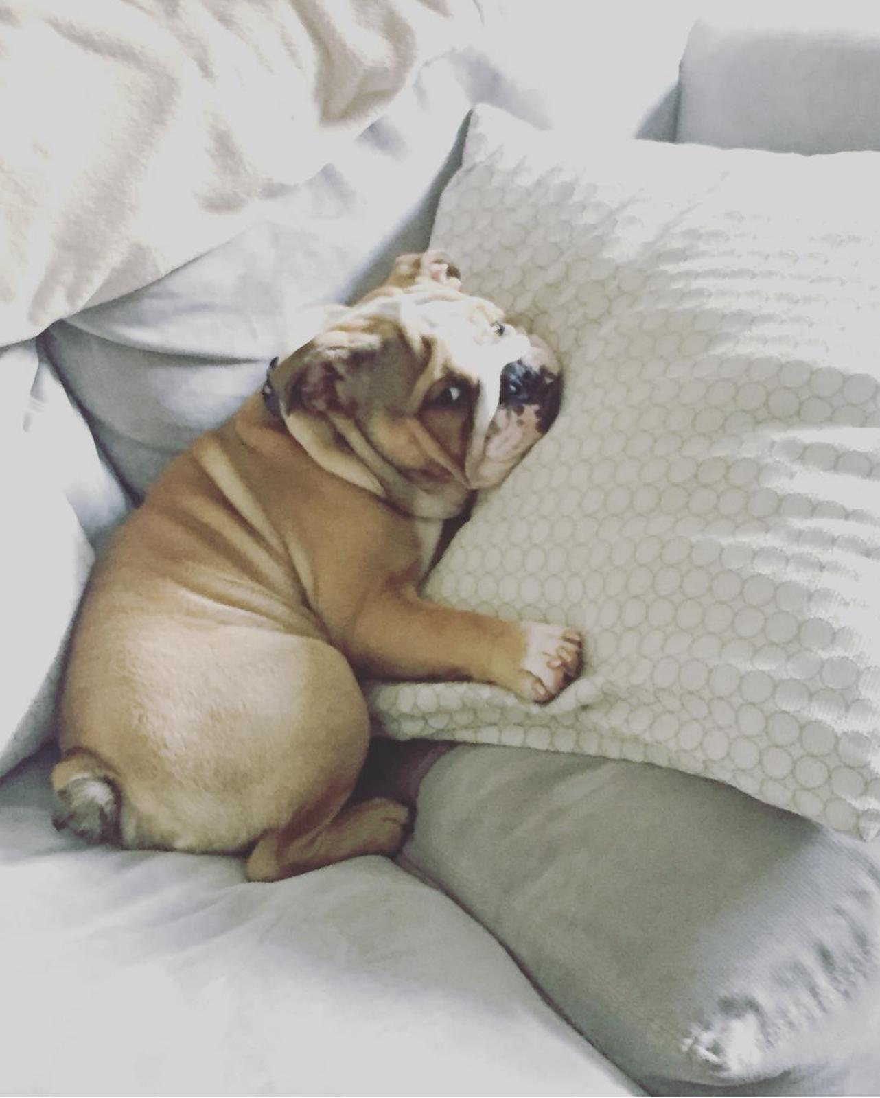 English Bulldog Puppy For Sale Near Me