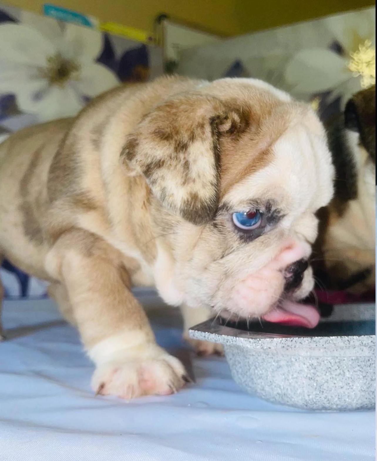 Adorable Bulldog Puppy for adoption 