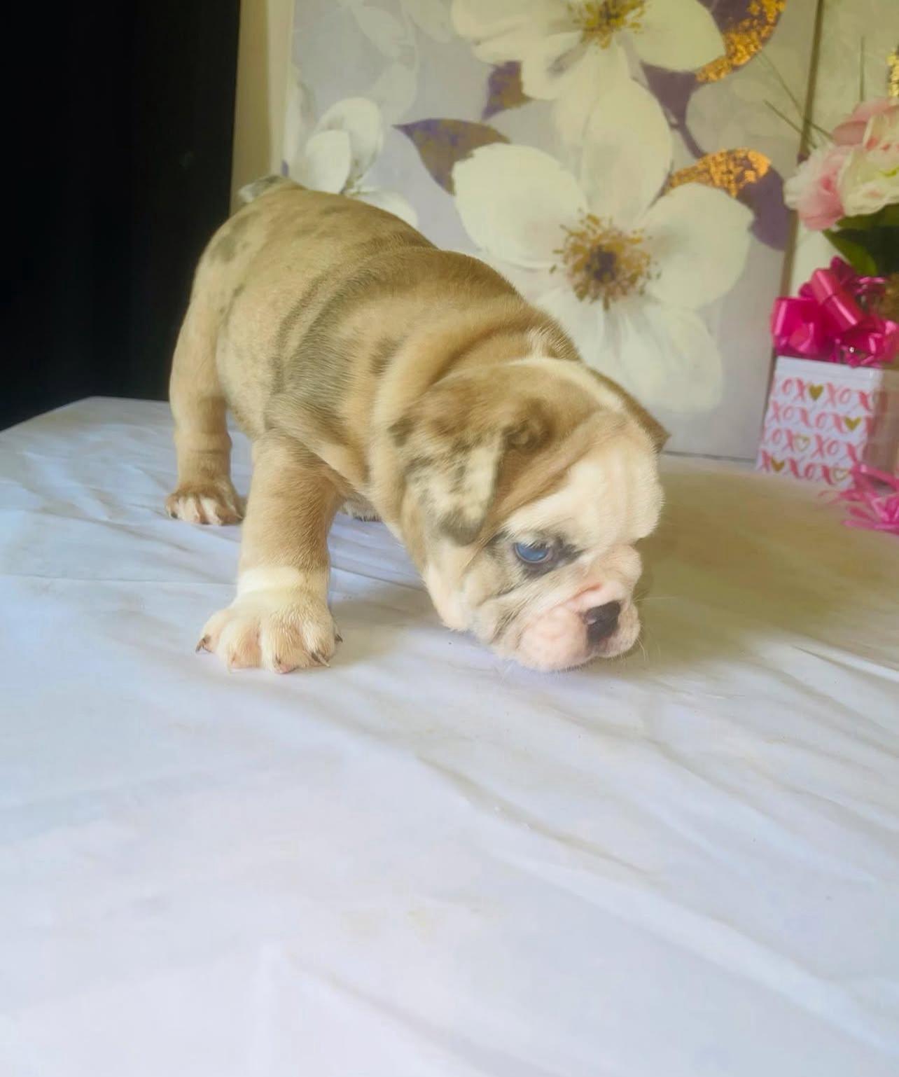 Adorable Bulldog Puppy for adoption 