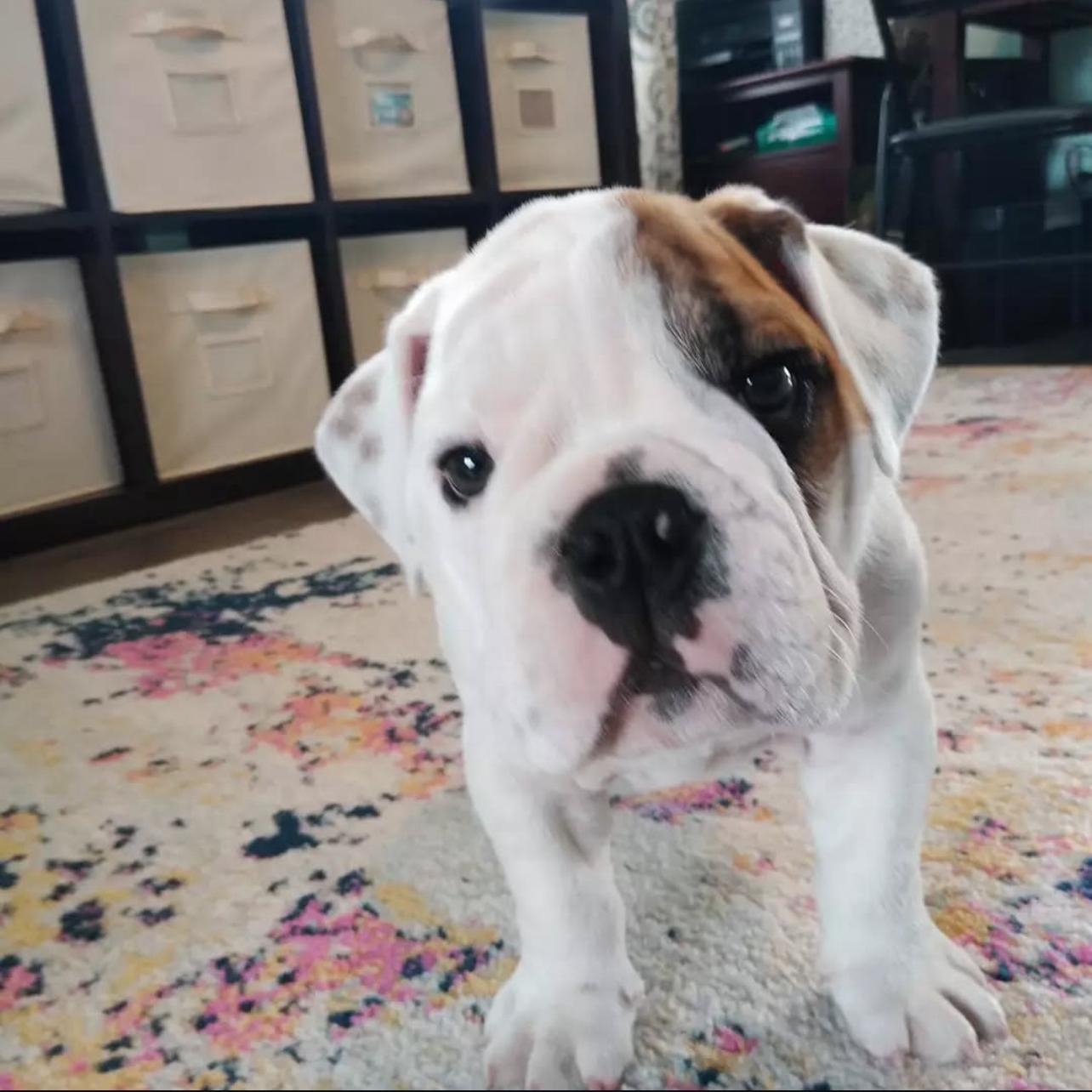 Adorable English Bulldog Puppy For Sale