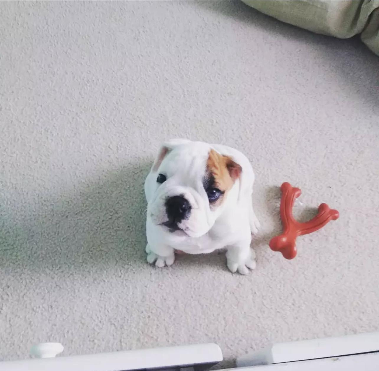 Adorable English Bulldog Puppy For Sale