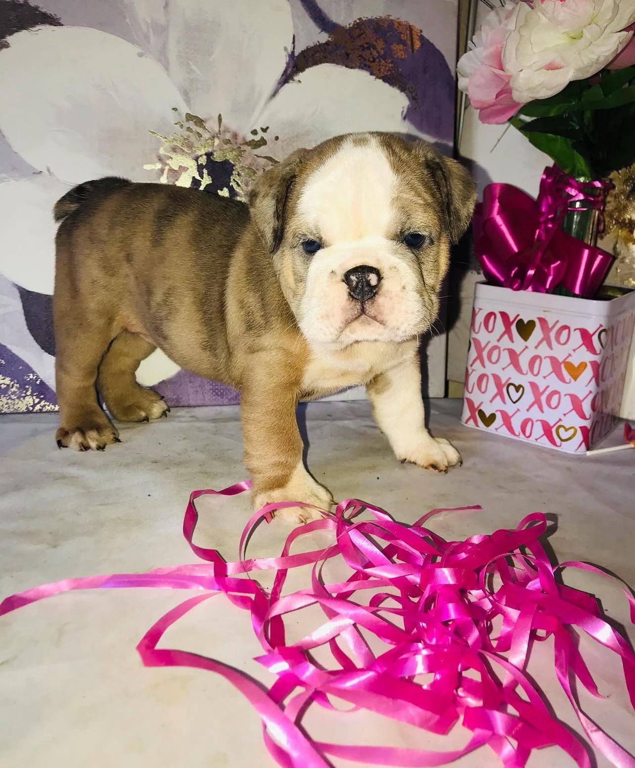 English Bulldog Puppy Near Me