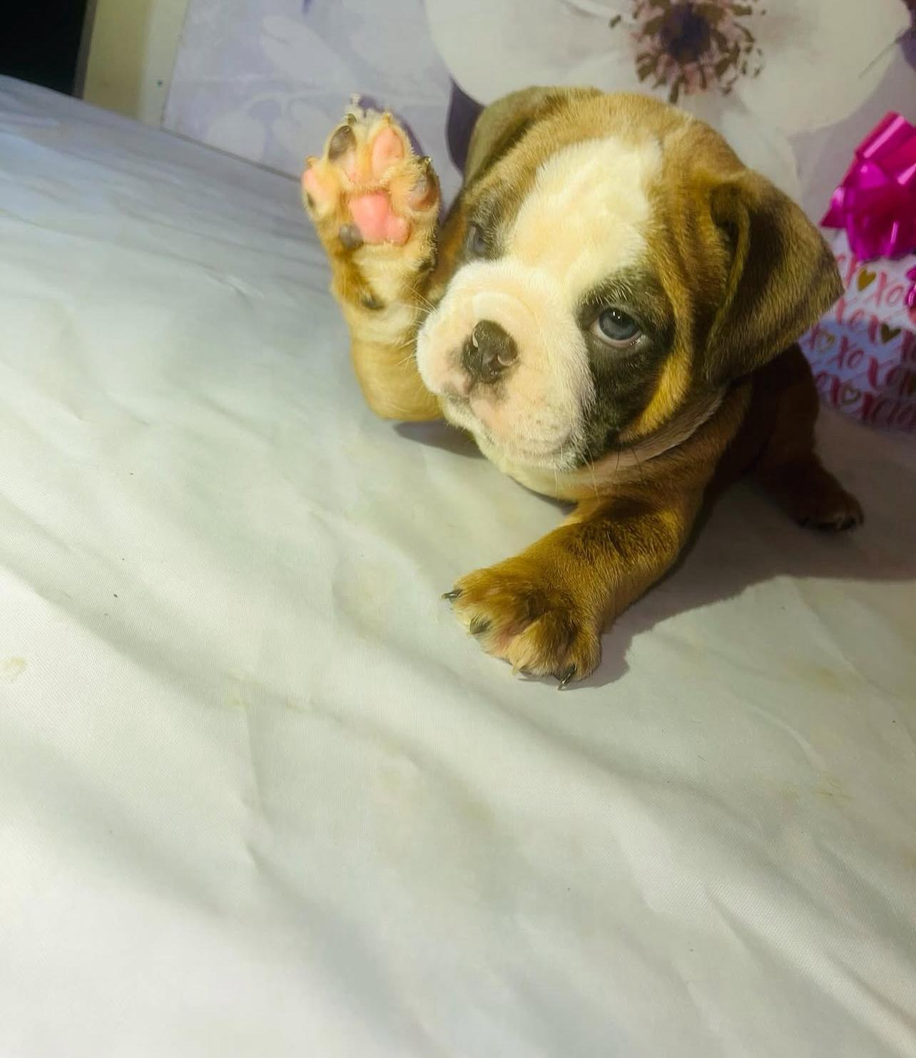 English Bulldog Puppy Near Me