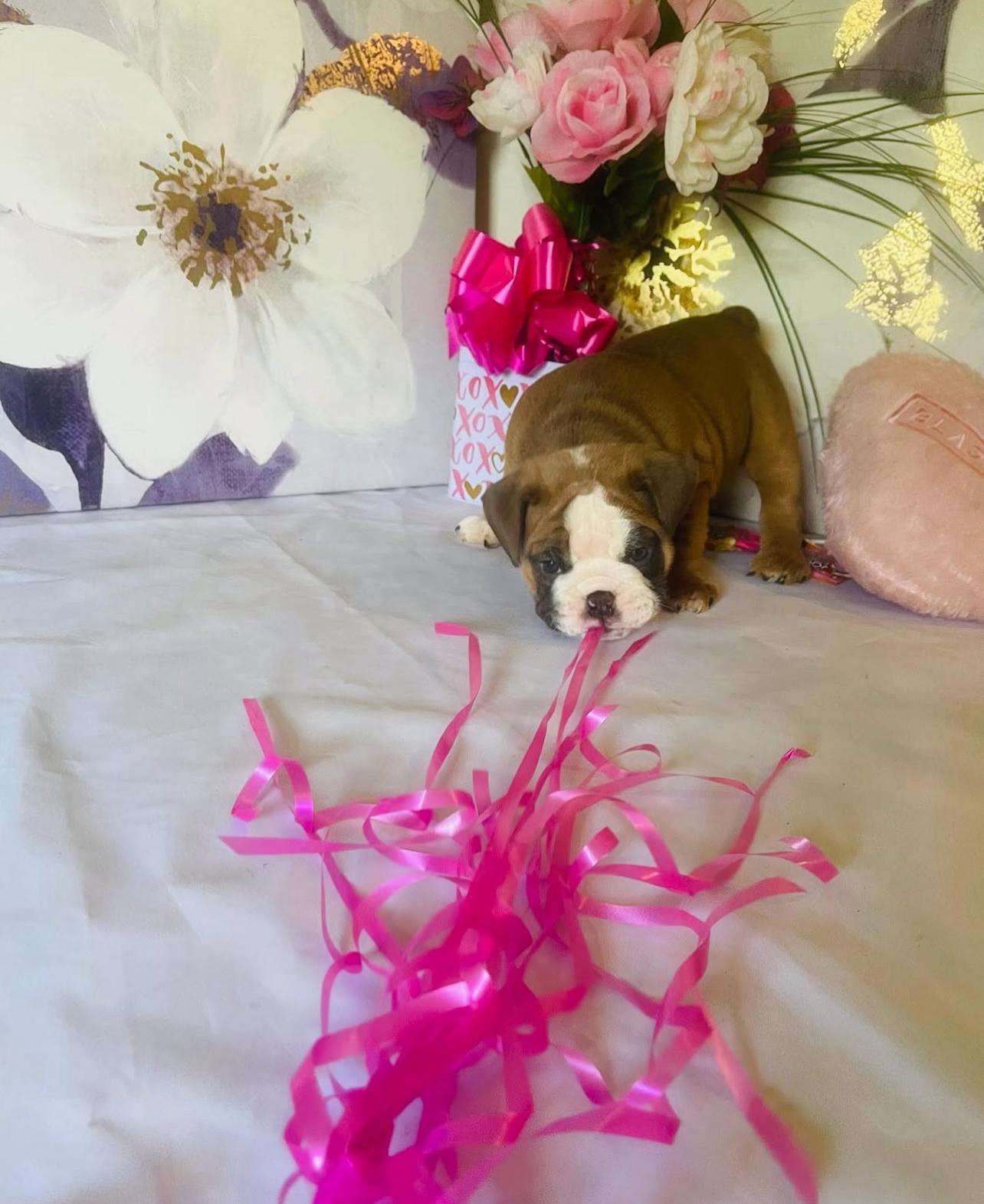 English Bulldog Puppy Near Me