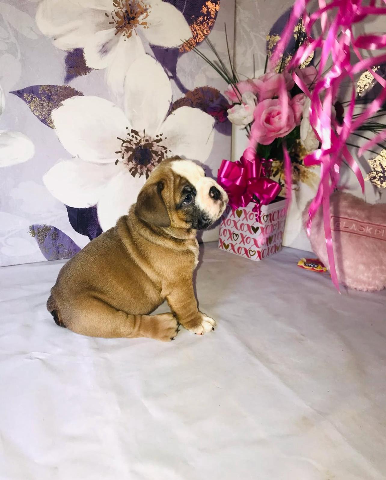 English Bulldog Puppy Near Me