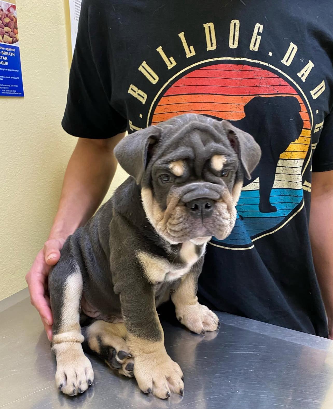 Male Bulldog Puppy For Sale