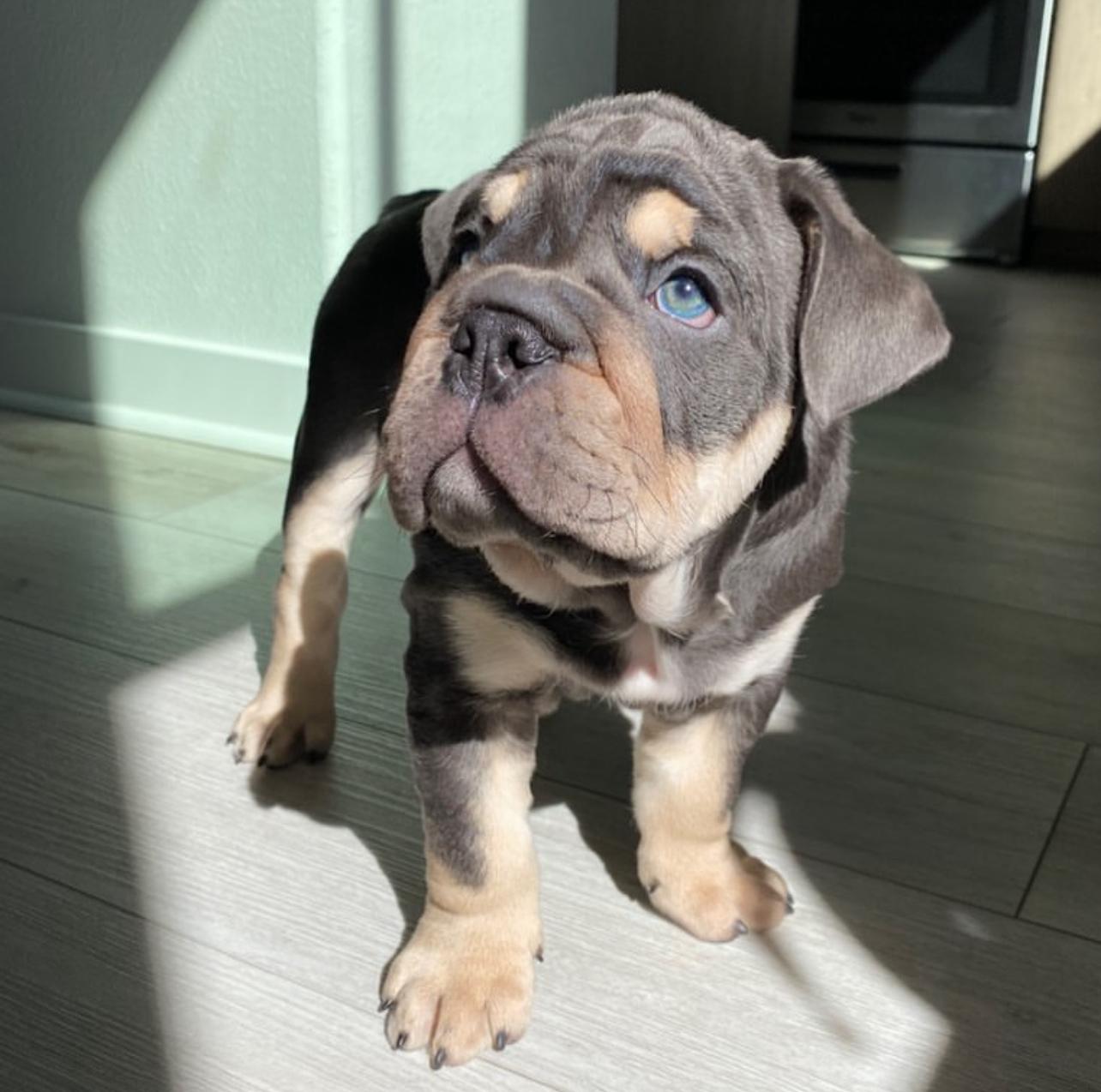 Male Bulldog Puppy For Sale