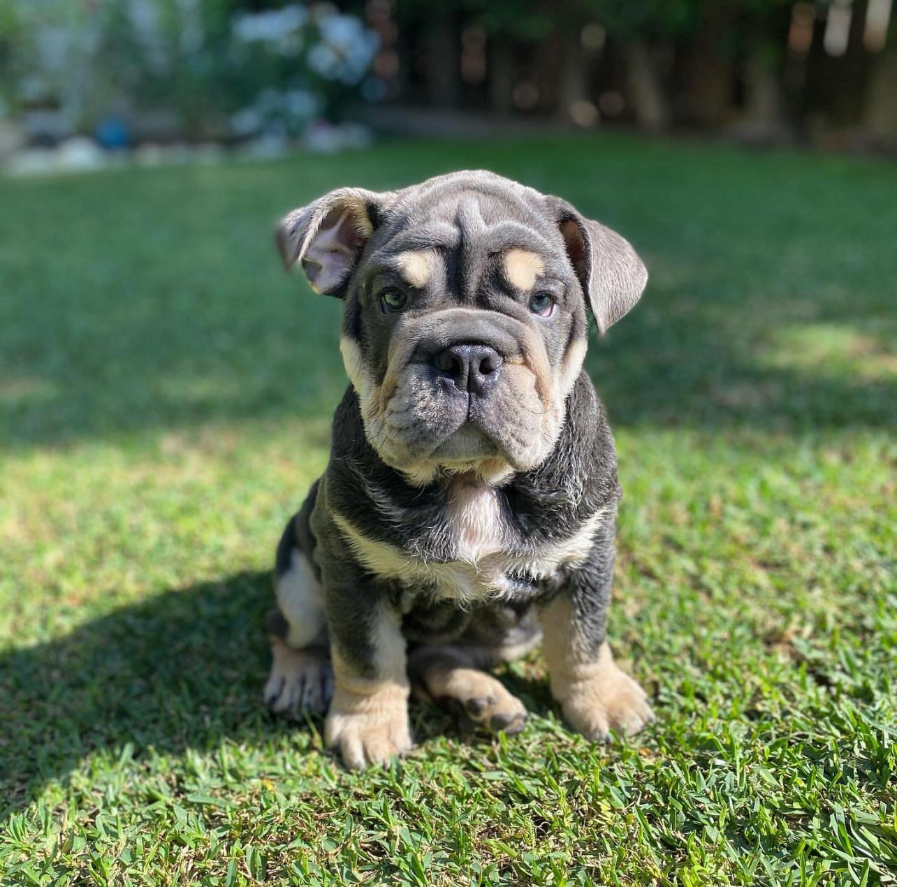 Male Bulldog Puppy For Sale