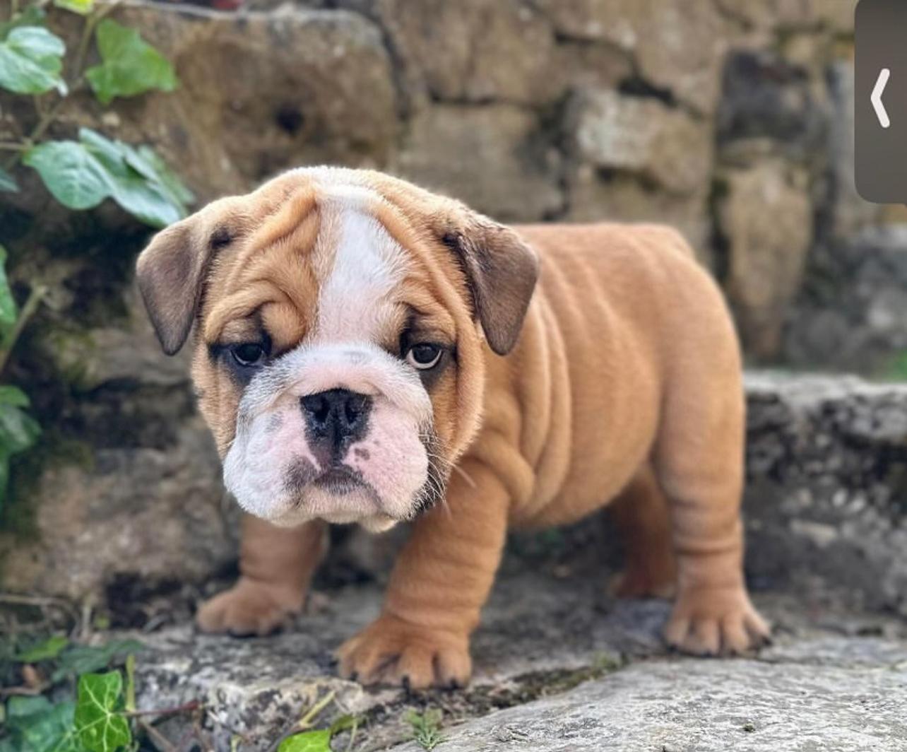 Female English Bulldog Puppy For Sale