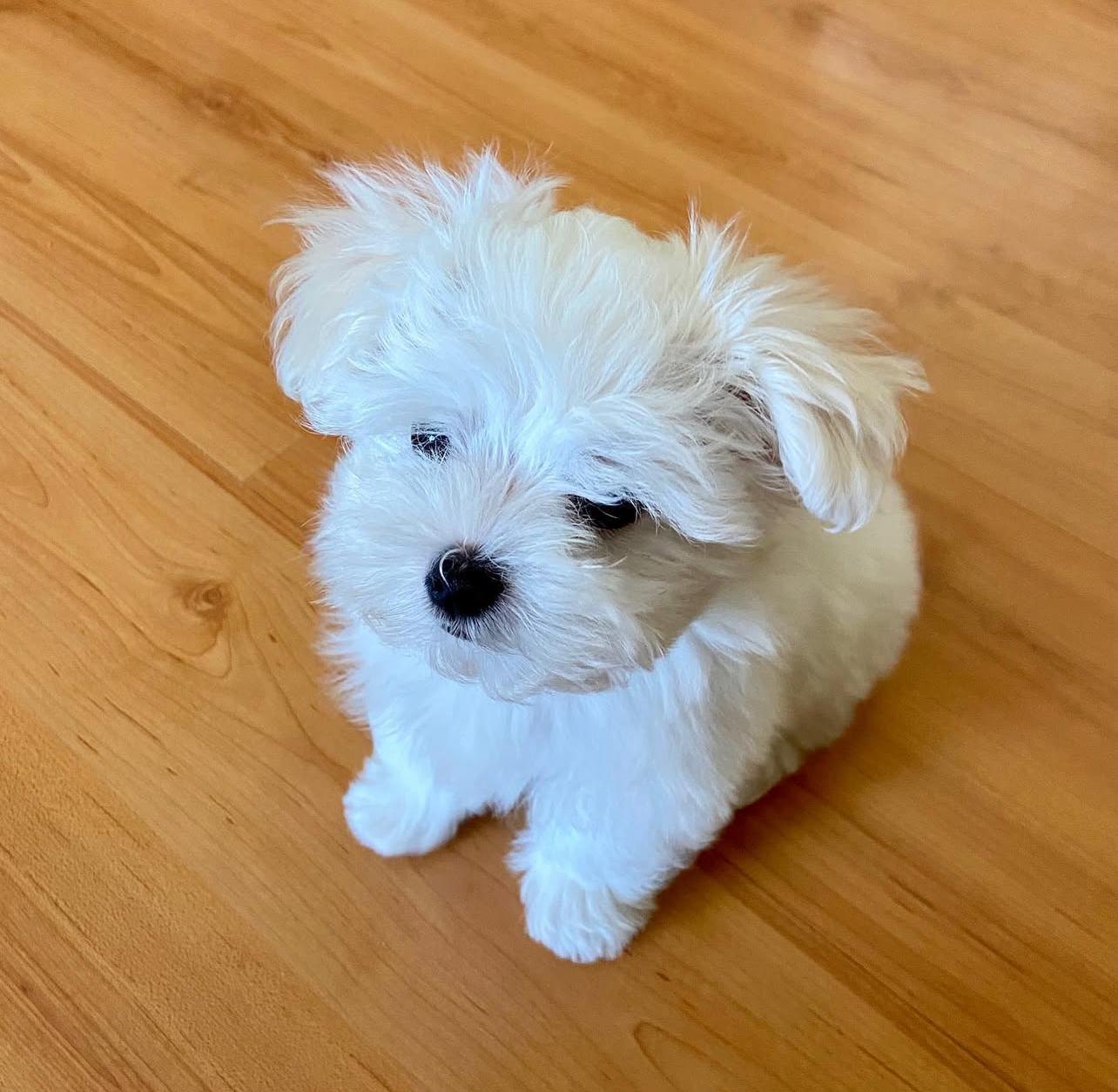 Maltese Puppies for sale