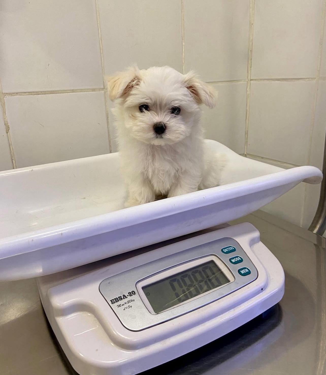 Maltese Puppies for sale