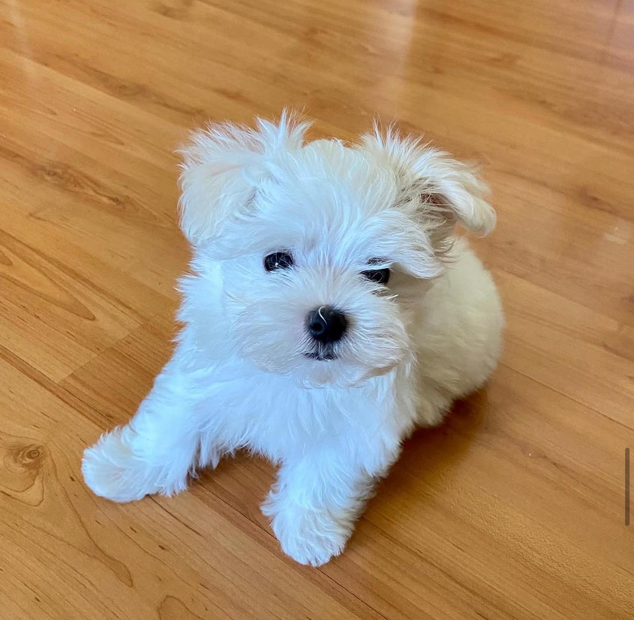 Maltese Puppies for sale