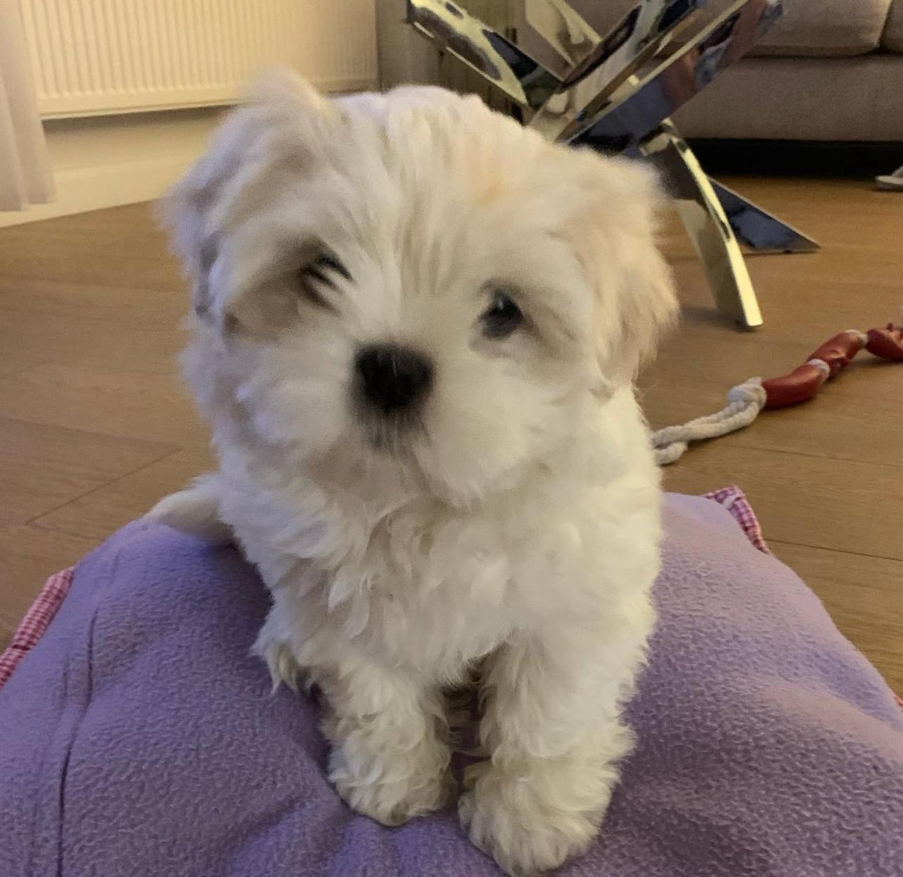Maltese Puppies For sale near me