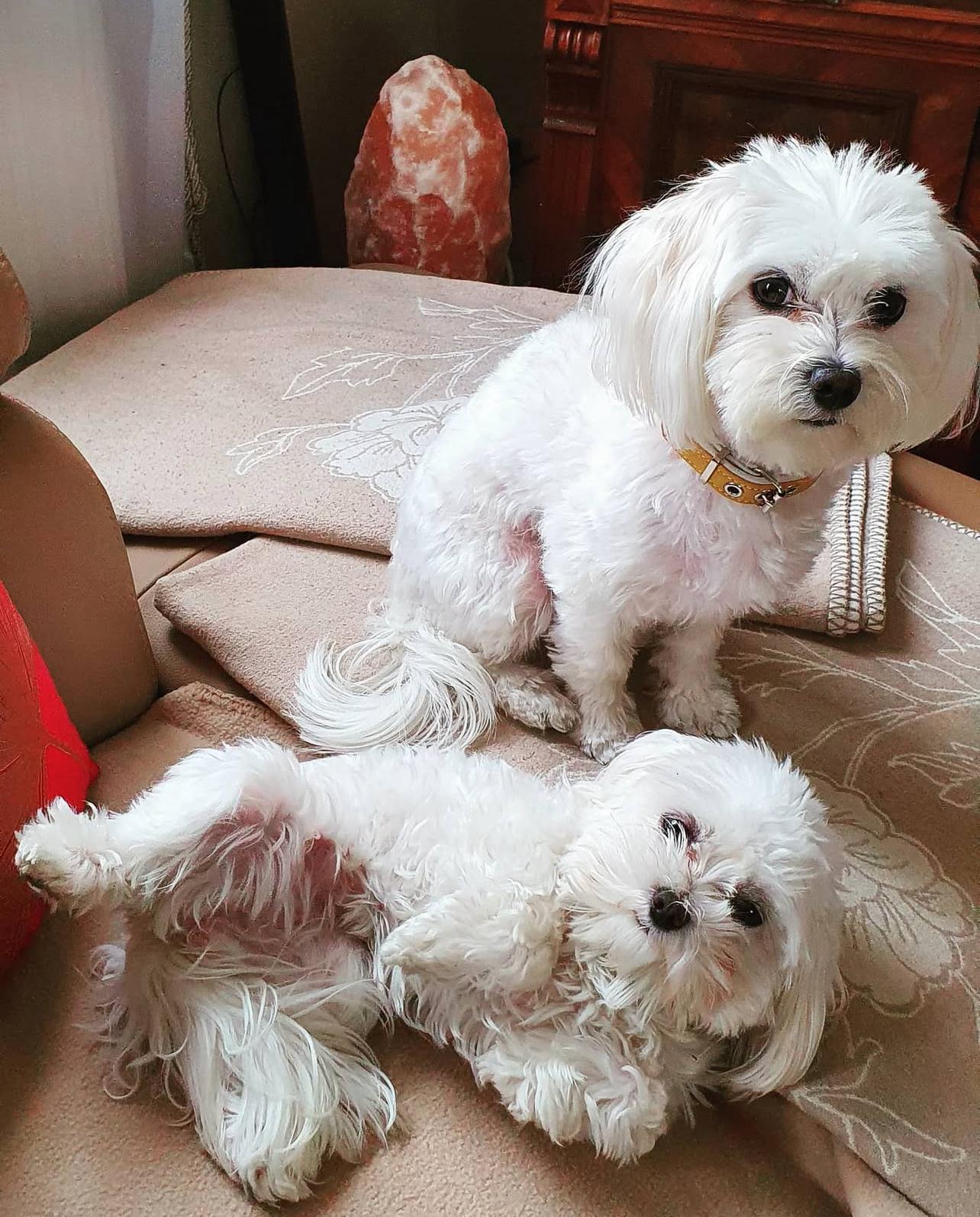 Male and Female Maltese puppies for sale
