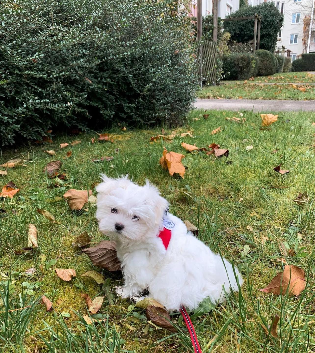 Maltese Puppies for sale near