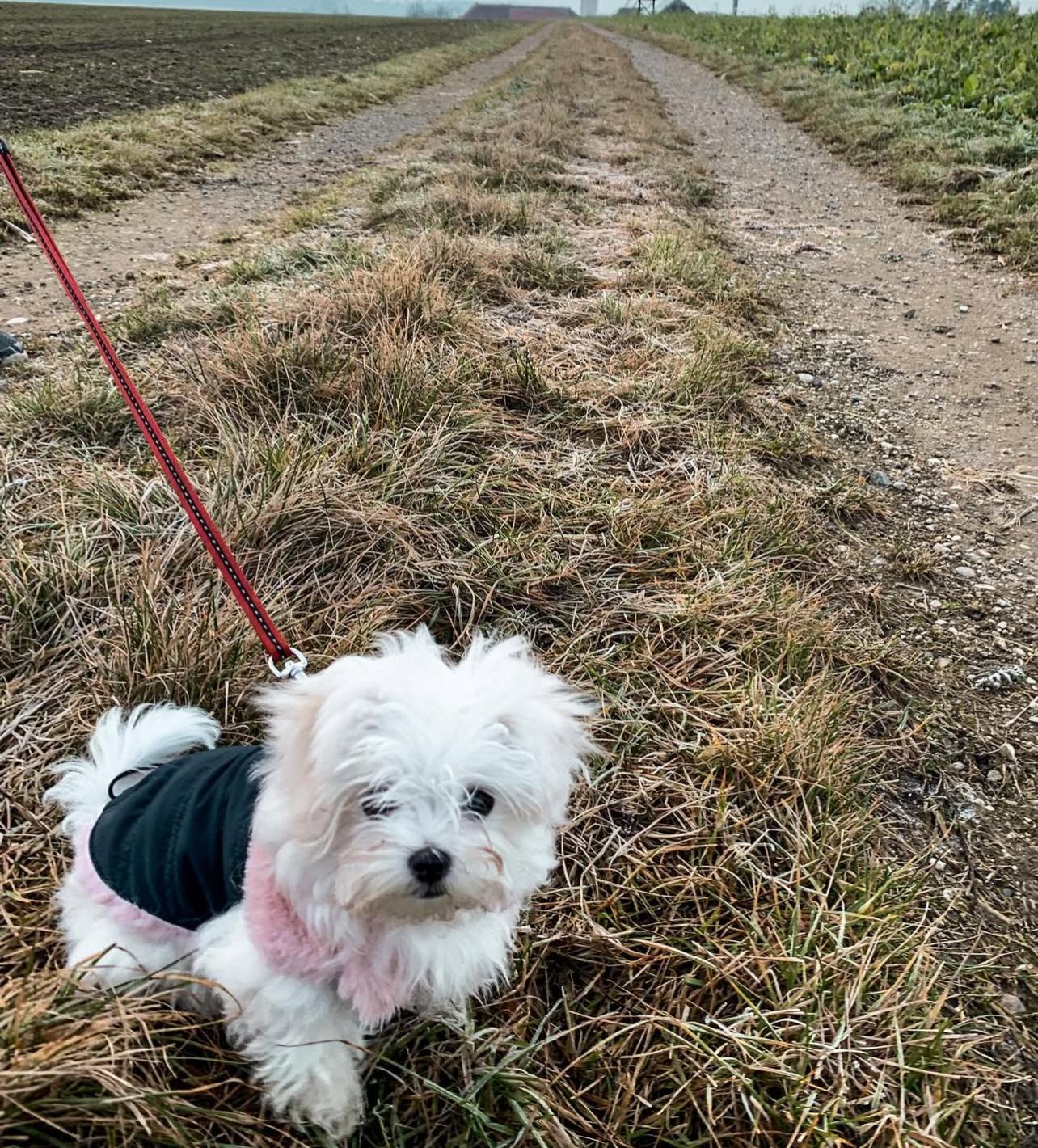Maltese Puppies for sale near