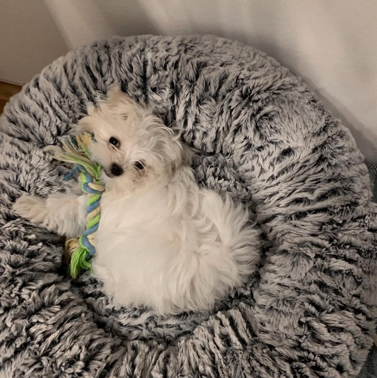 Maltese Puppies for sale near