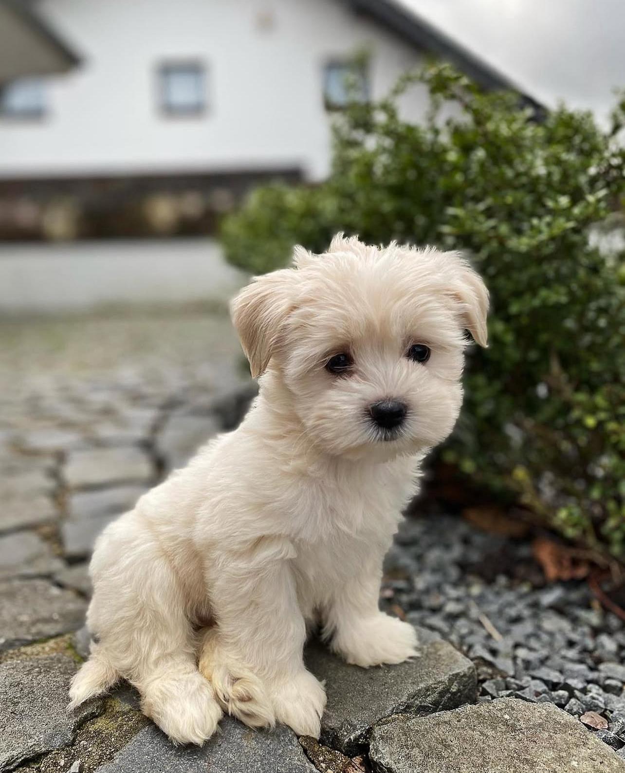Adorable Maltese Puppy near me