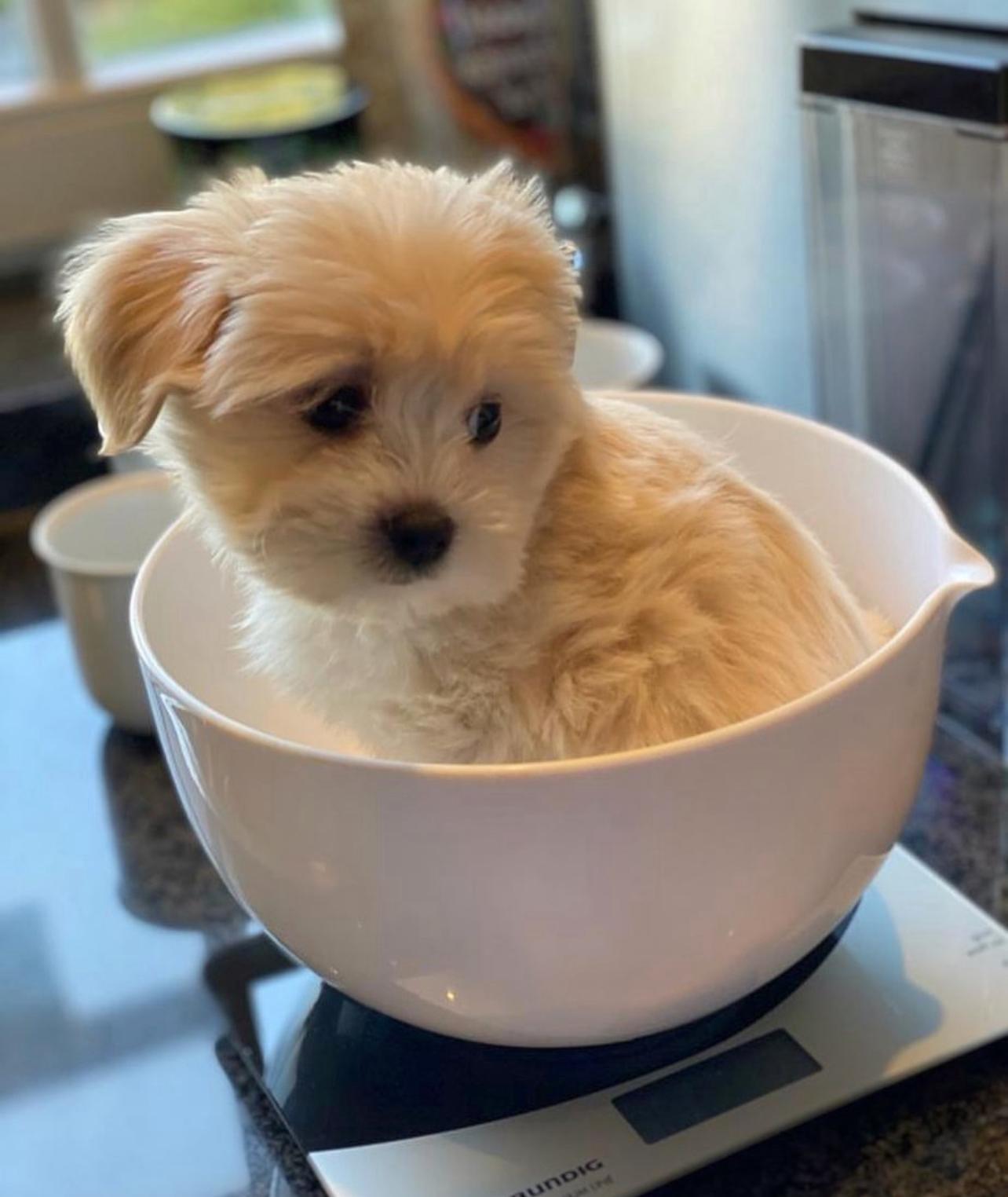 Adorable Maltese Puppy near me