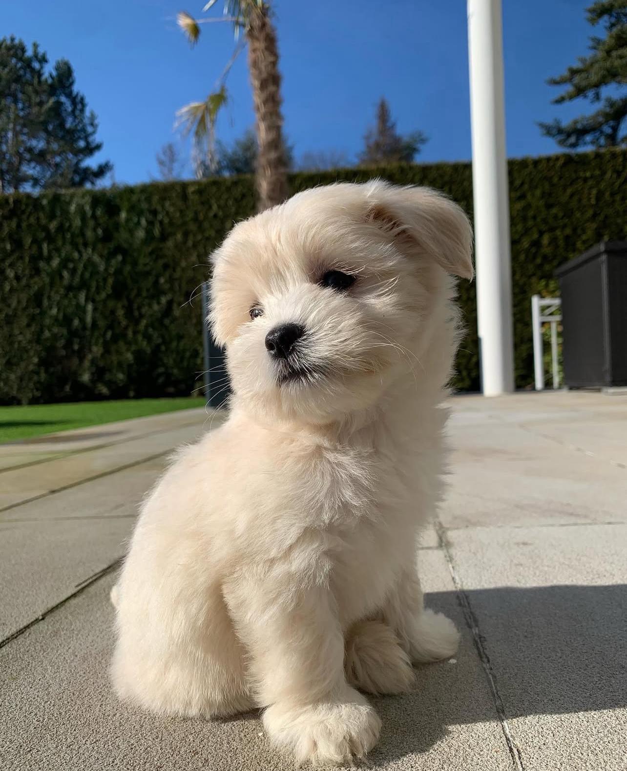Adorable Maltese Puppy near me