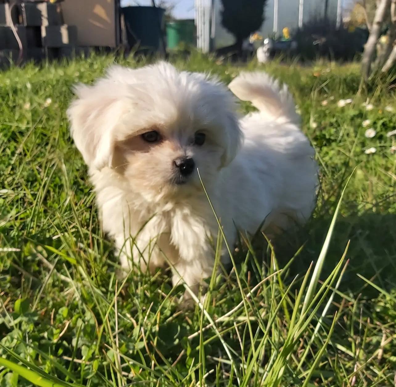 Maltese puppies for adoption
