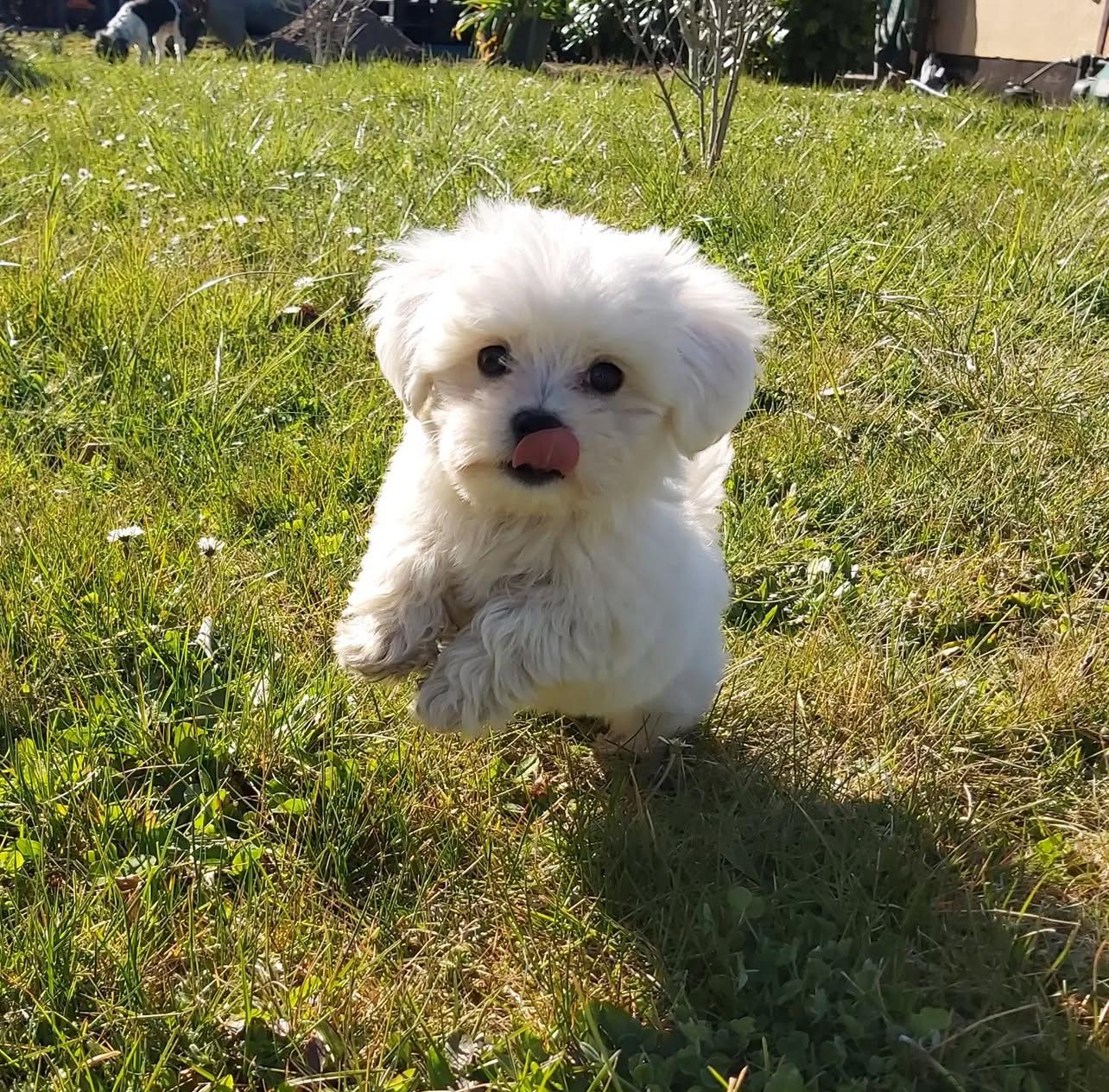 Maltese puppies for adoption