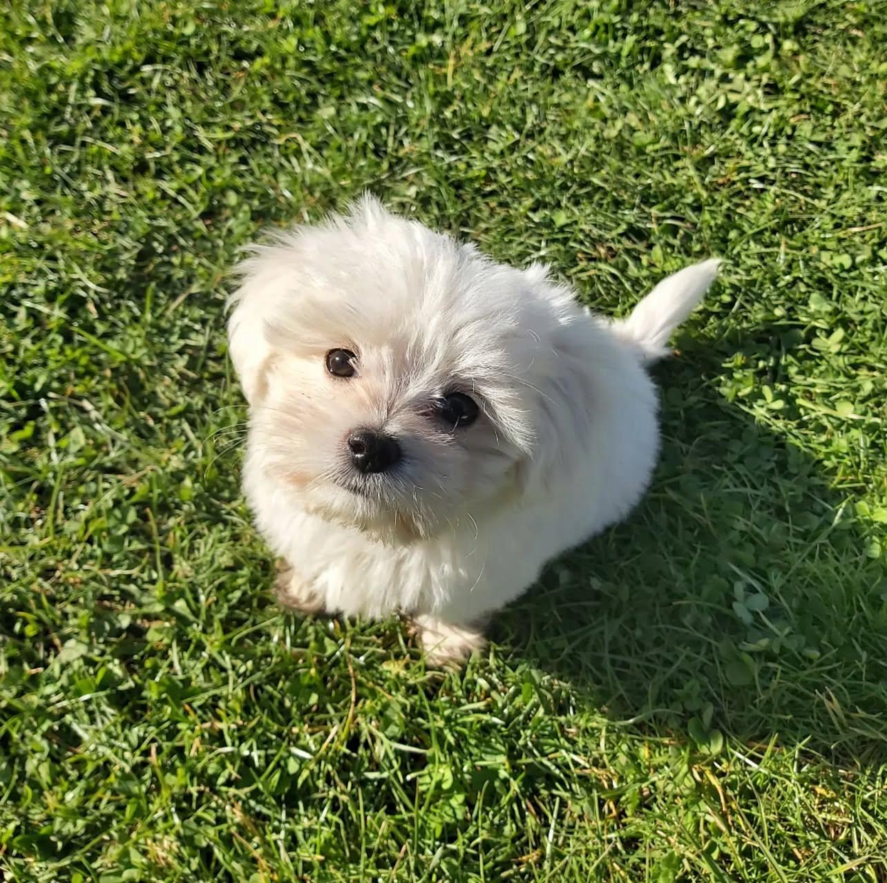 Maltese puppies for adoption