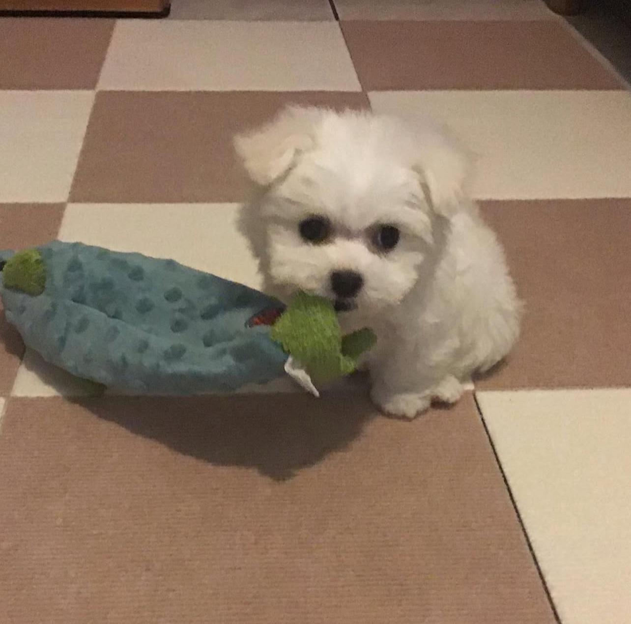 Teacup Maltese Puppies for sale