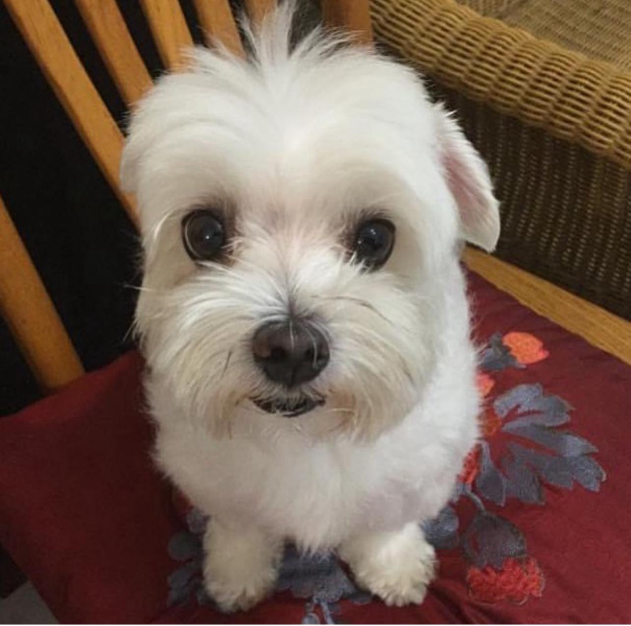 Teacup Maltese Puppies for sale