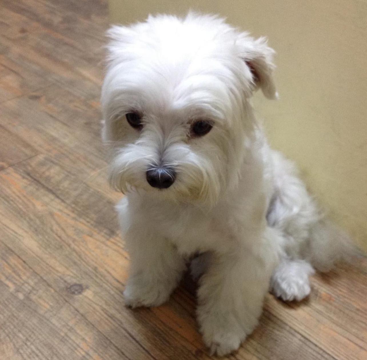 Teacup Maltese Puppies for sale