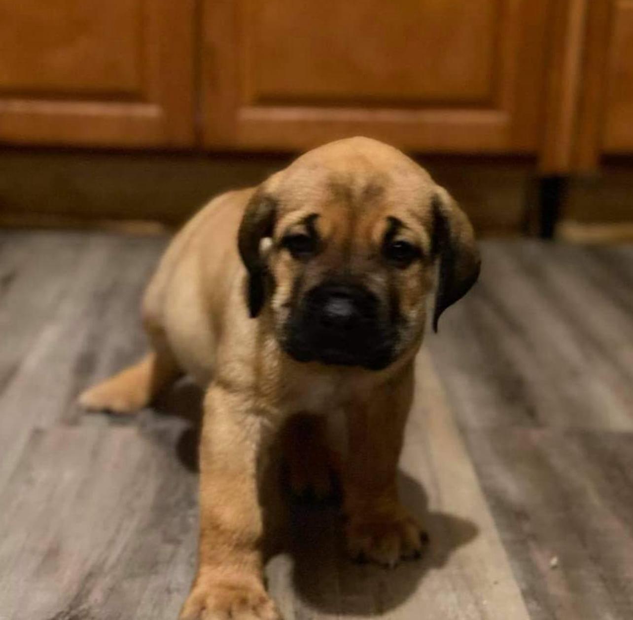 Boerboel Puppies for sale