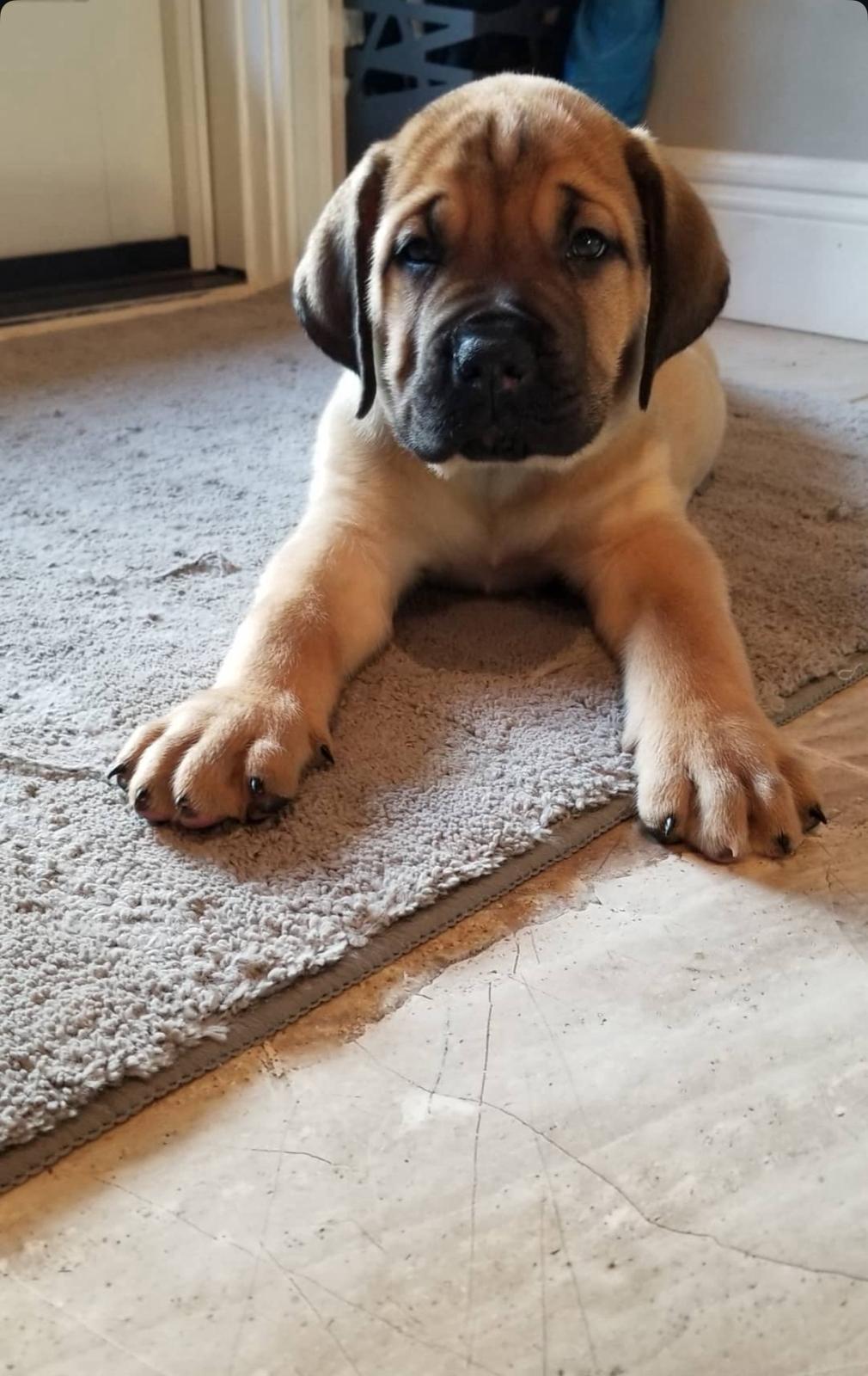 Boerboel Puppies for sale