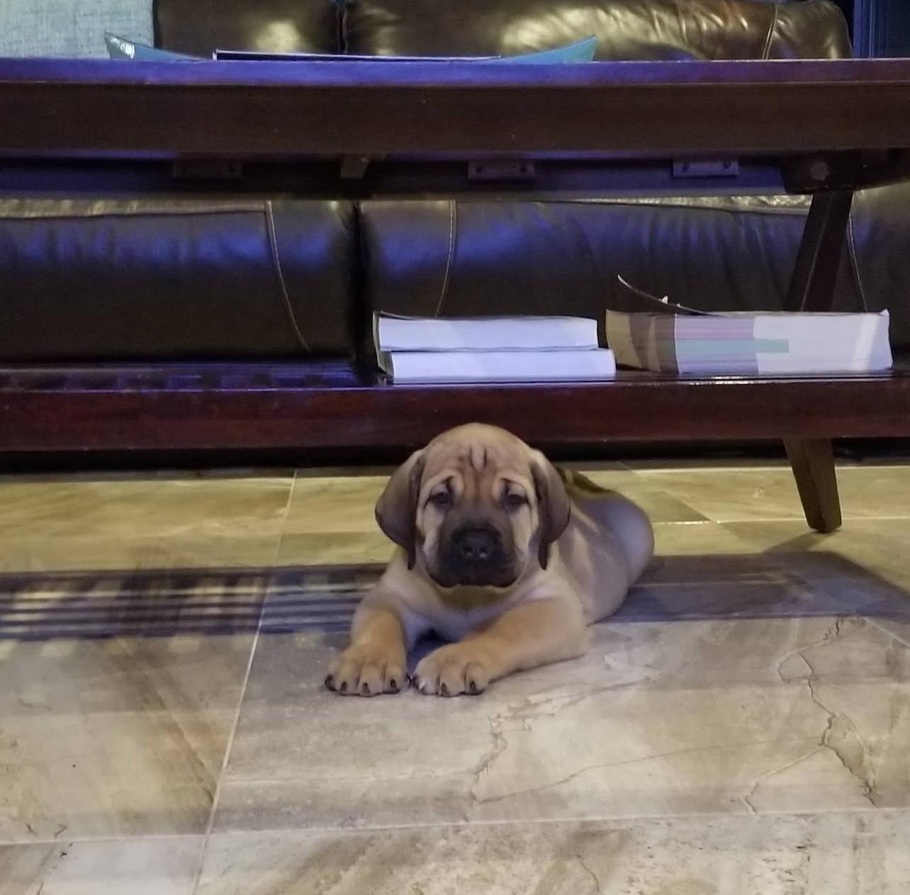 Boerboel Puppies for sale
